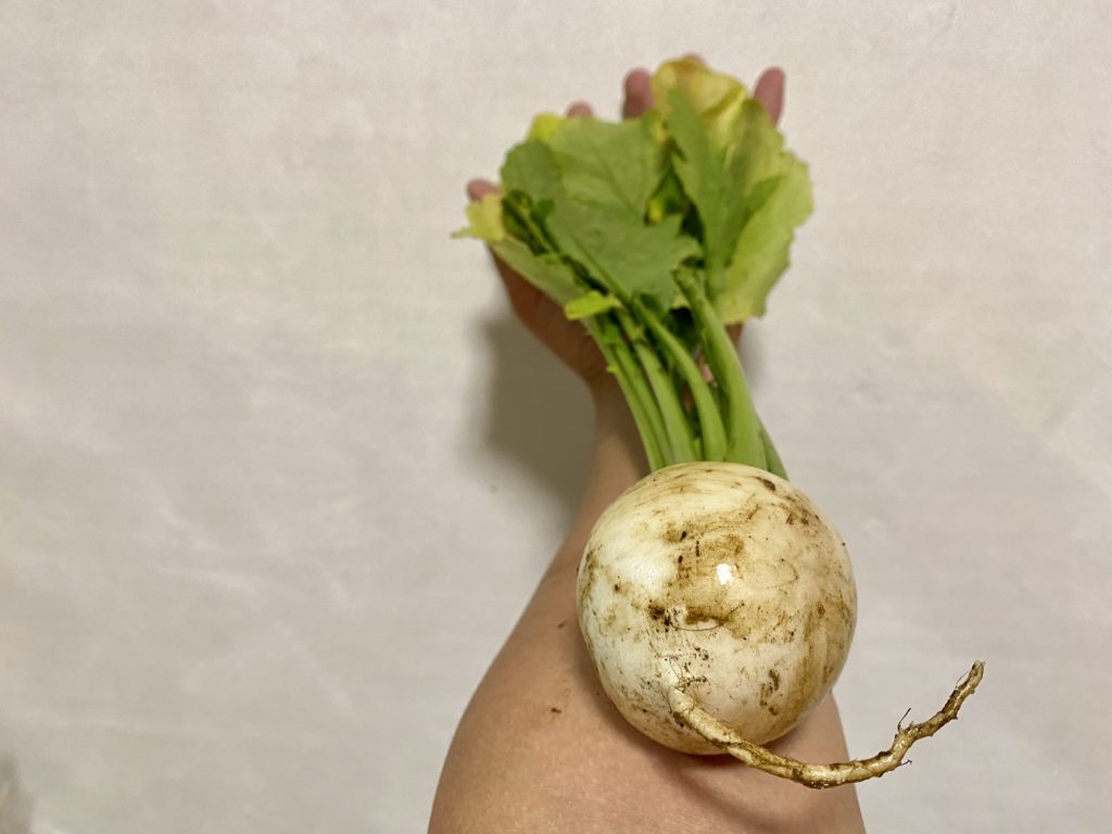 らでぃっしゅぼーや　かぶ　美味しさ